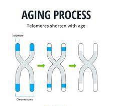 telomeres aging